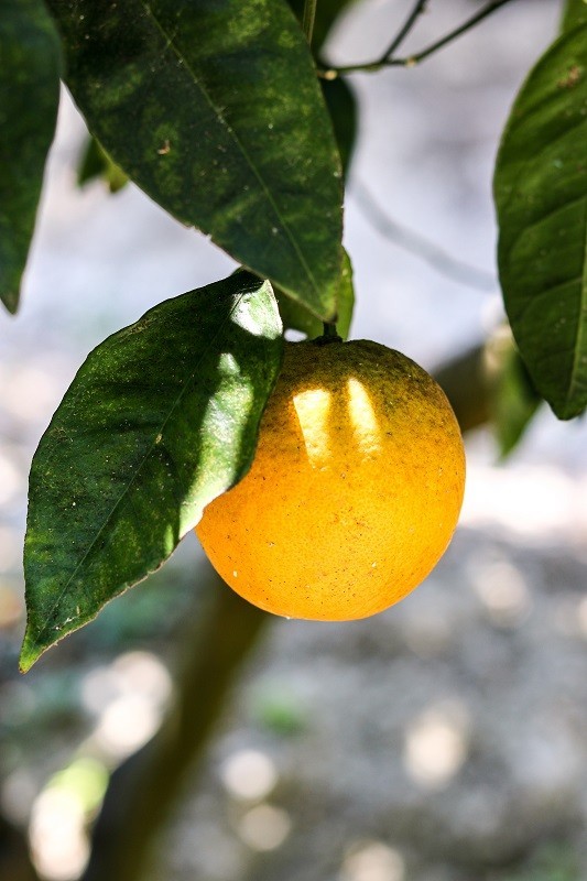 Pomarańcze z Grecji, pomarańcze z Krety, oliwa z Krety, polikala, Poli Kala