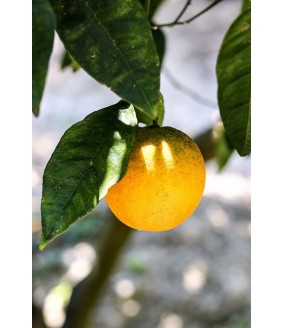 Pomarańcze z Grecji, pomarańcze z Krety, oliwa z Krety, polikala, Poli Kala