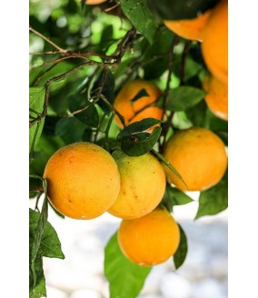 Pomarańcze z Grecji, pomarańcze z Krety, oliwa z Krety, polikala, Poli Kala