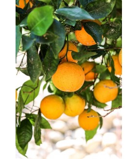 Pomarańcze z Grecji, pomarańcze z Krety, oliwa z Krety, polikala, Poli Kala