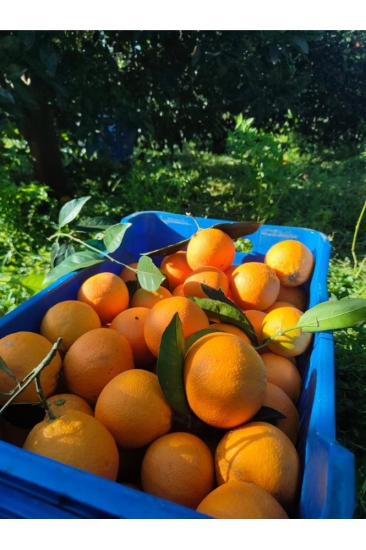 Pomarańcze Navalina z Krety BIO, pudełko +/- 12...