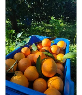 Pomarańcze Navalina z Krety BIO, pudełko +/- 12 kg, PRZEDSPRZEDAŻ: wysyłka od 20.11.2025, DARMOWA DOSTAWA