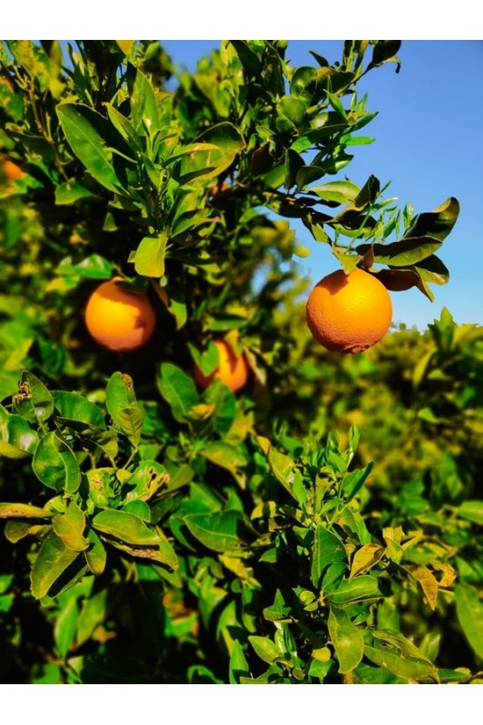 Pomarańcze Navalina z Krety BIO, pudełko +/- 12...