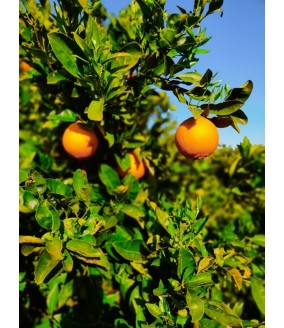 Pomarańcze Navalina z Krety BIO, pudełko +/- 12 kg, PRZEDSPRZEDAŻ: wysyłka od 20.11.2025, DARMOWA DOSTAWA