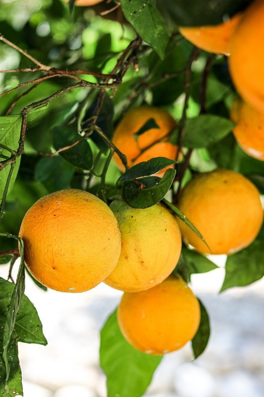 Pomarańcze z Grecji, pomarańcze z Krety, oliwa z Krety, polikala, Poli Kala