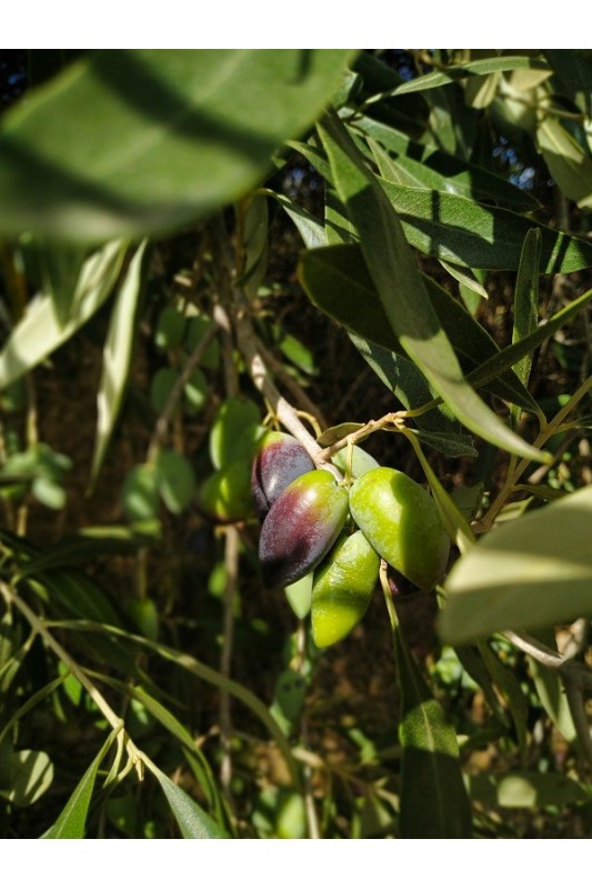 Oliwki Kalamata z pestką ciemne, suszone, z...