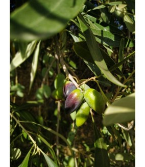 Oliwki Kalamata z pestką ciemne, suszone, z Krety. Pakowane próżniowo, 500g