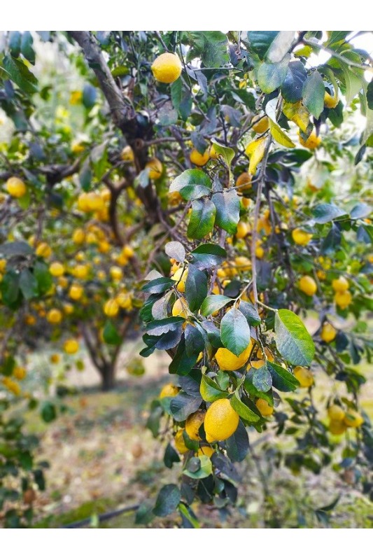 Cytryny z Krety, cytryny z Grecji, greckie cytryny, polikala, oliwa z Krety