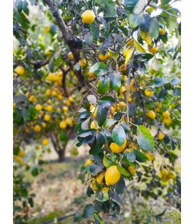 Cytryny z Krety, cytryny z Grecji, greckie cytryny, polikala, oliwa z Krety