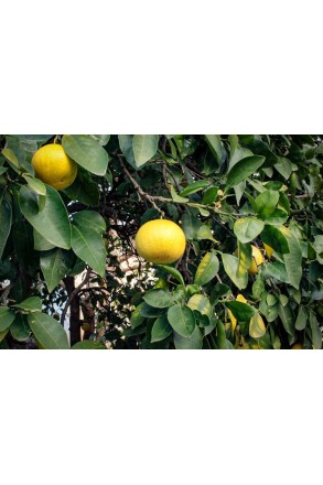 grejpfrut biały marsh polikala grejfruty cytrusy z Krety od rolnika ekologiczne cyrtusy grejfpfruty 2