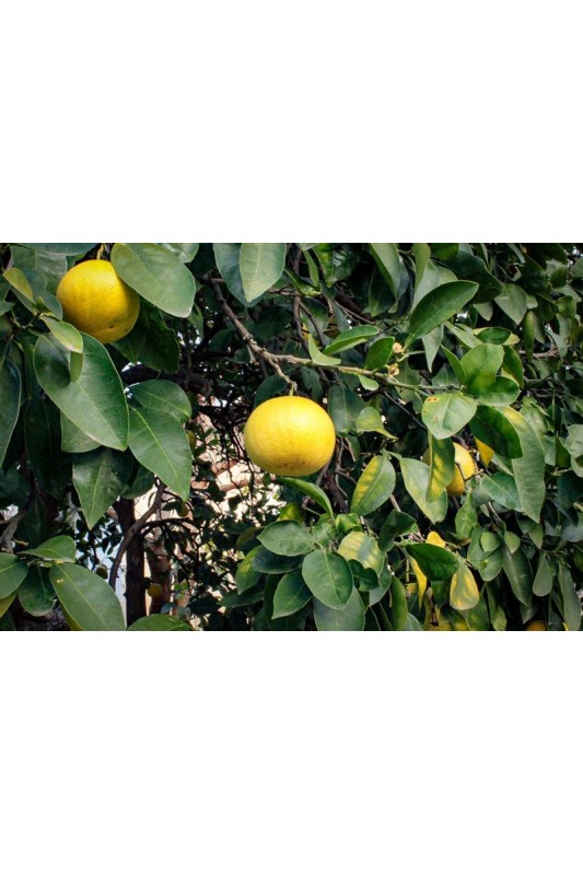 grejpfrut biały marsh polikala grejfruty cytrusy z Krety od rolnika ekologiczne cyrtusy grejfpfruty