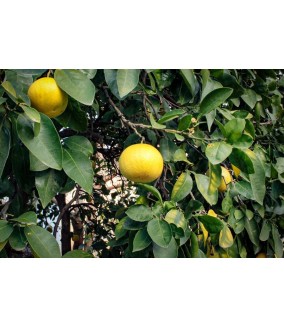 grejpfrut biały marsh polikala grejfruty cytrusy z Krety od rolnika ekologiczne cyrtusy grejfpfruty