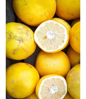 grejpfrut biały marsh polikala grejfruty cytrusy z Krety od rolnika ekologiczne cyrtusy grejfpfruty