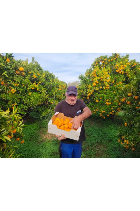 mandarynki polikala mandarynki z krety z grecji ekologiczne mandarynki klementynki bio mandarynki poli kala