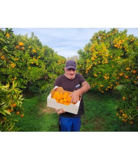 mandarynki polikala mandarynki z krety z grecji ekologiczne mandarynki klementynki bio mandarynki poli kala