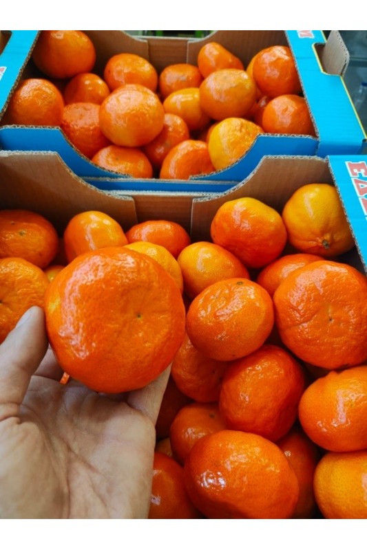 mandarynki polikala mandarynki z krety z grecji ekologiczne mandarynki klementynki bio mandarynki poli kala