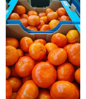 mandarynki polikala mandarynki z krety z grecji ekologiczne mandarynki klementynki bio mandarynki poli kala