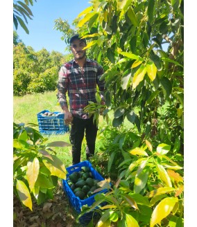 awokado bio z krety polikala ekologiczne awokado cytrusy z grecji z krety Oliwa z krety od rolnika z grecji