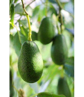 awokado bio z krety polikala ekologiczne awokado cytrusy z grecji z krety Oliwa z krety od rolnika z grecji