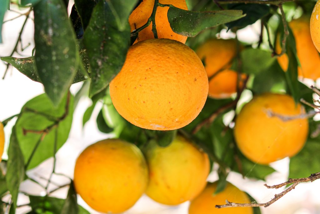 polikala pomarańcze z krety pomarańczowy co zrobić ze skórki z pomarańczy ze skórki pomarańczowej pomarańcze z grecji