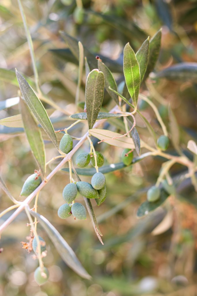 polikala czy można jeśc surowe oliwki jak marynować oliwki domowe oliwki oliwki z krety oliwa z krety oliwki greckie z grecji oliwki oliwa z grecji grecka oliwa oliwa z krety domowe przetwoery oliwki jak przetwarzać oliwki jak jeść oliwki
