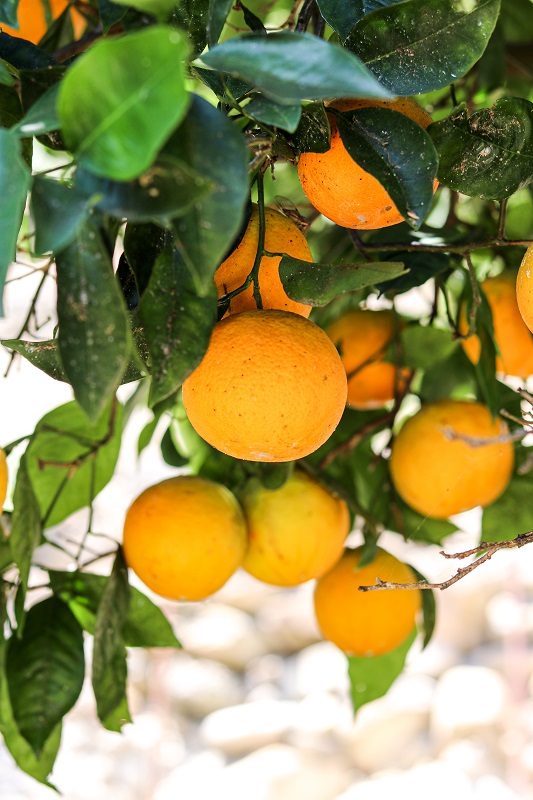pomarańcze z krety ekologiczne pomarańcze pomarańcze z grecji pomarańcze bio pomarańcze od rolnika polikala oliwa z krety